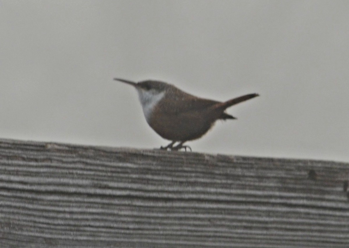 Canyon Wren - ML84981781