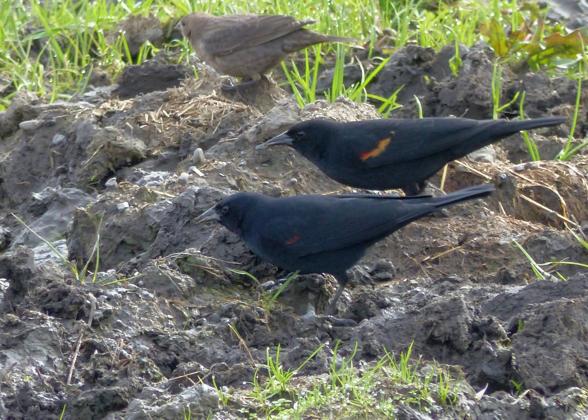 Red-winged Blackbird (California Bicolored) - Rob Fowler