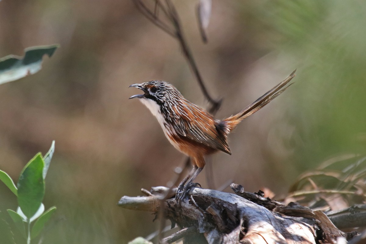 Carpentarian Grasswren - ML84982531