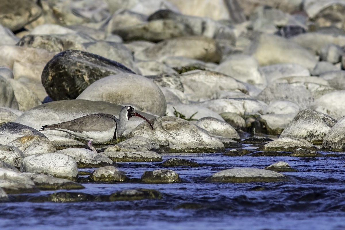 Bec-d'ibis tibétain - ML84982721