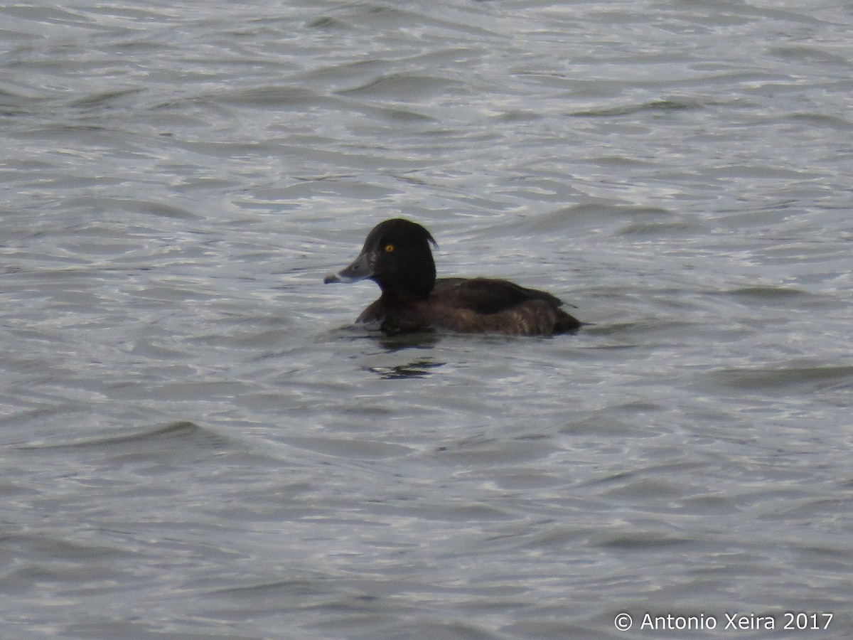 Tufted Duck - ML84983531