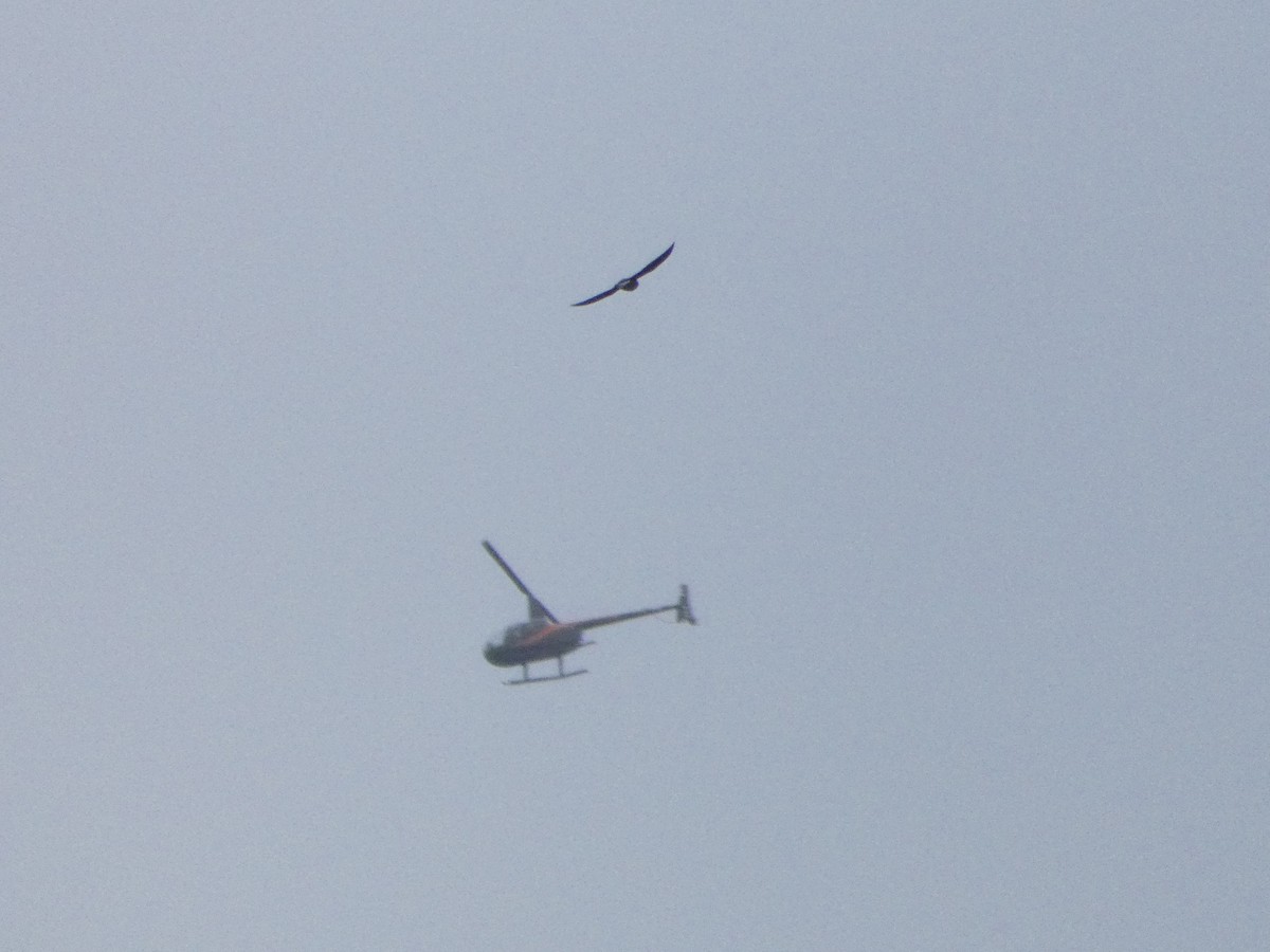 White-throated Needletail - ML84986081