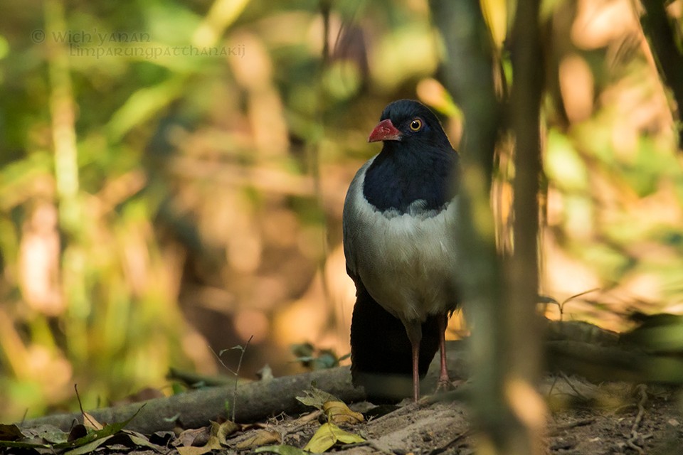 Coral-billed Ground-Cuckoo - Wich’yanan Limparungpatthanakij