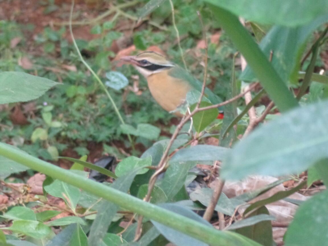 Indian Pitta - ML84989191