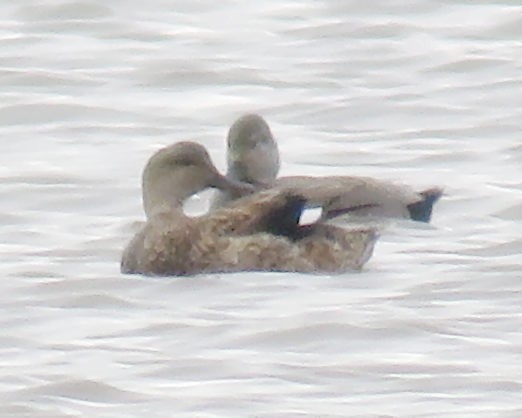 Gadwall - Barbara Hall