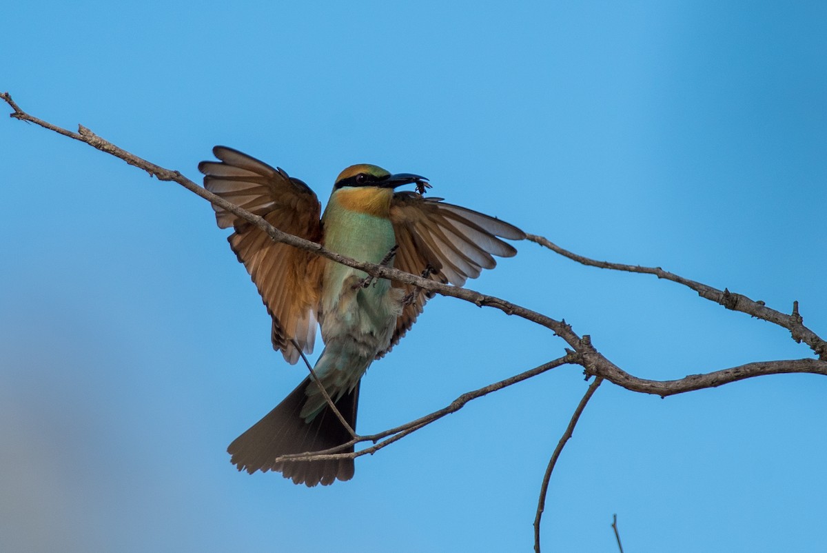 Rainbow Bee-eater - Paul Goulding