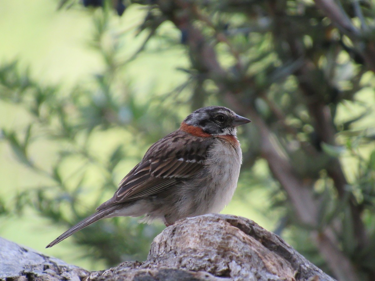 Rufous-collared Sparrow - ML84994901