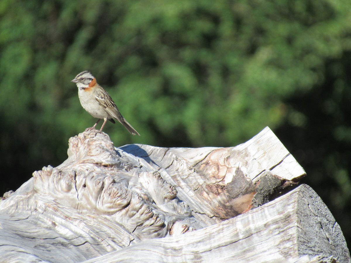 Rufous-collared Sparrow - ML84994921