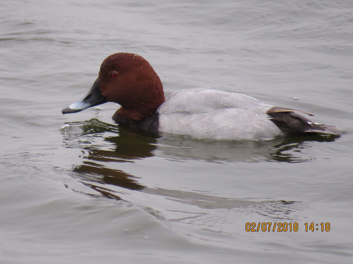 Common Pochard - ML84994991