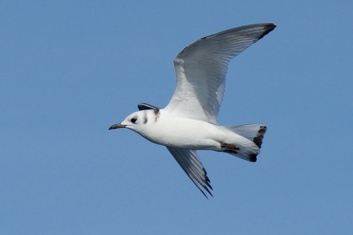 Mouette tridactyle - ML84995541