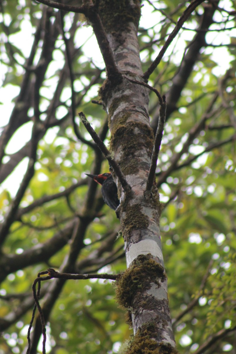 Magellanic Woodpecker - ML84995861