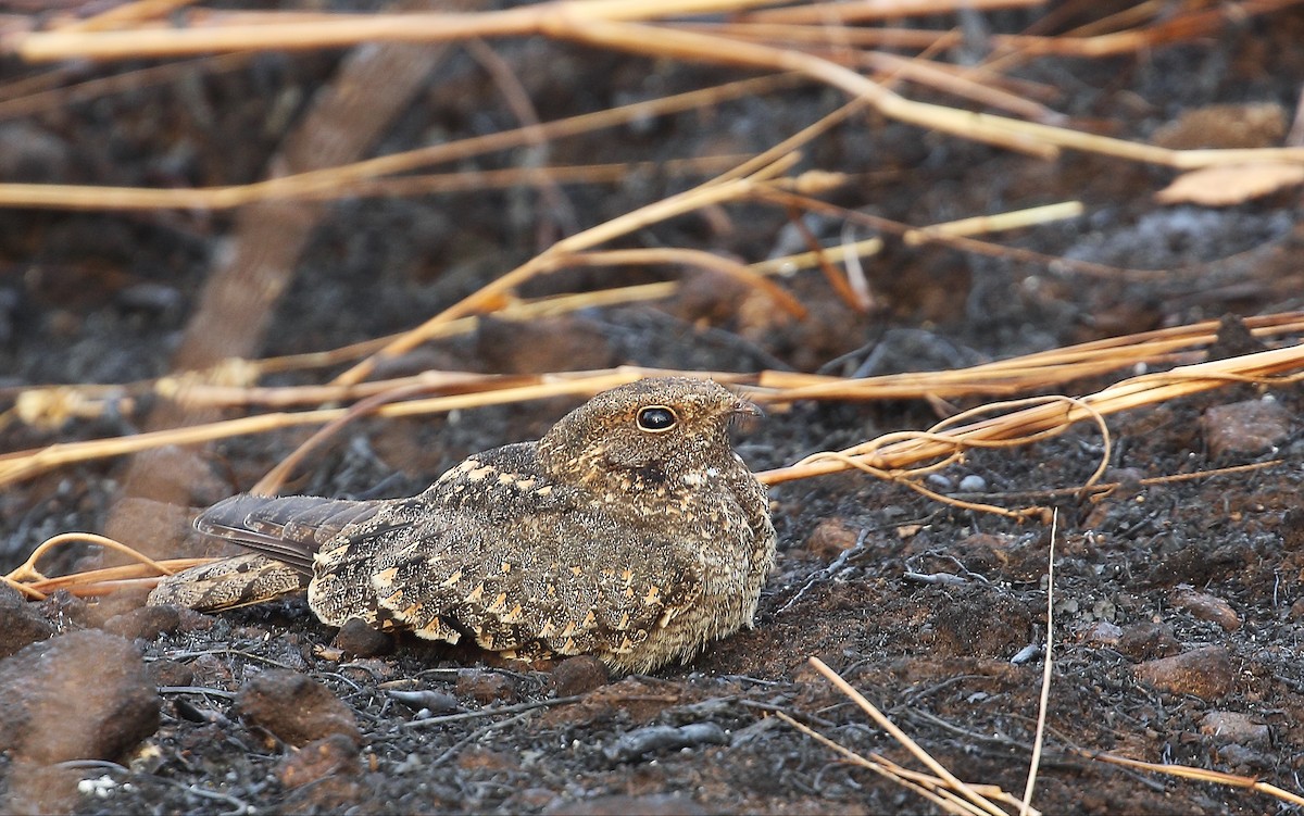 Savanna Nightjar - sreekumar  k govindankutty