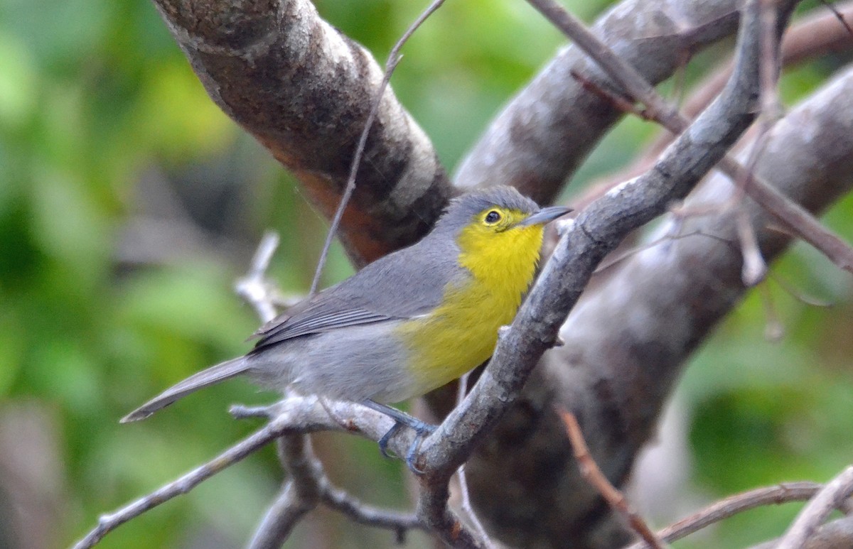 Oriente Warbler - ML84996631