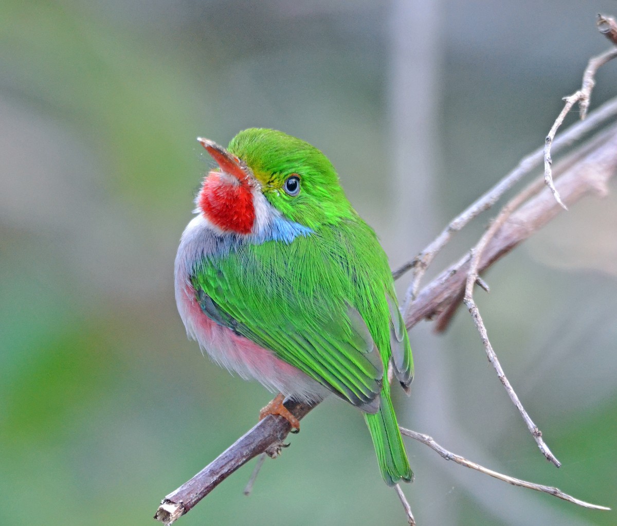 Cuban Tody - Michael J Good