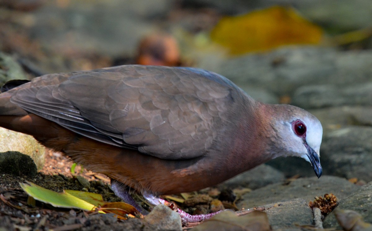 Lemon Dove - ML84997361