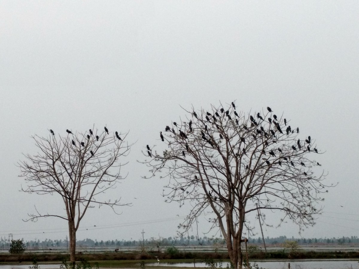 Indian Cormorant - ML84997791