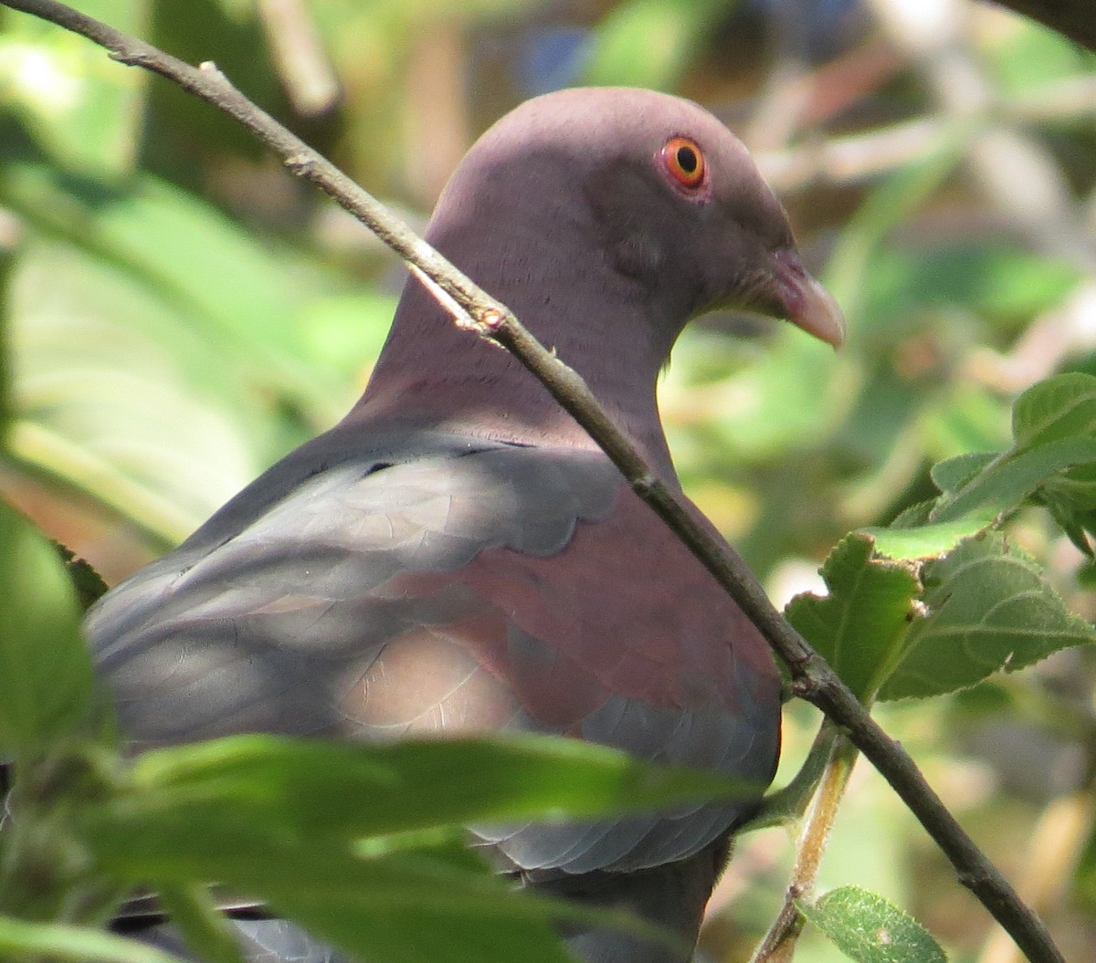 Red-billed Pigeon - ML84997831