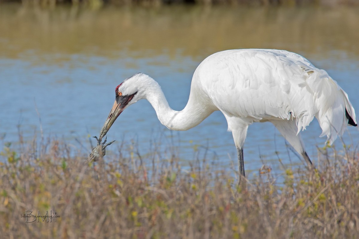 Whooping Crane - Bill Morris