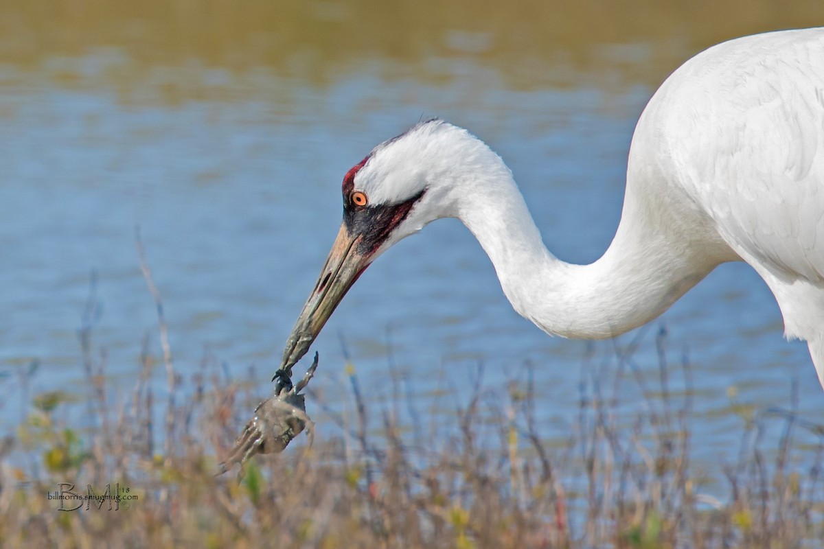 Whooping Crane - ML84999131