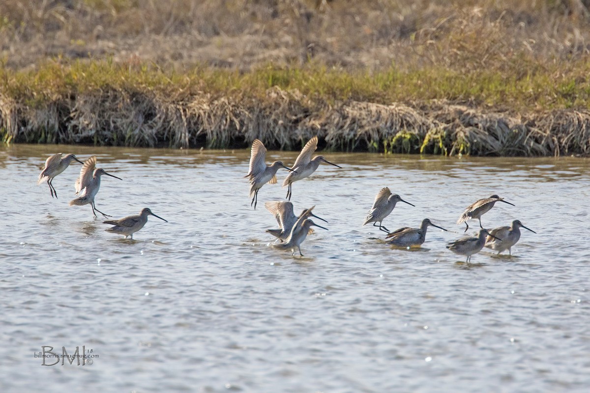 Long-billed Dowitcher - ML84999351