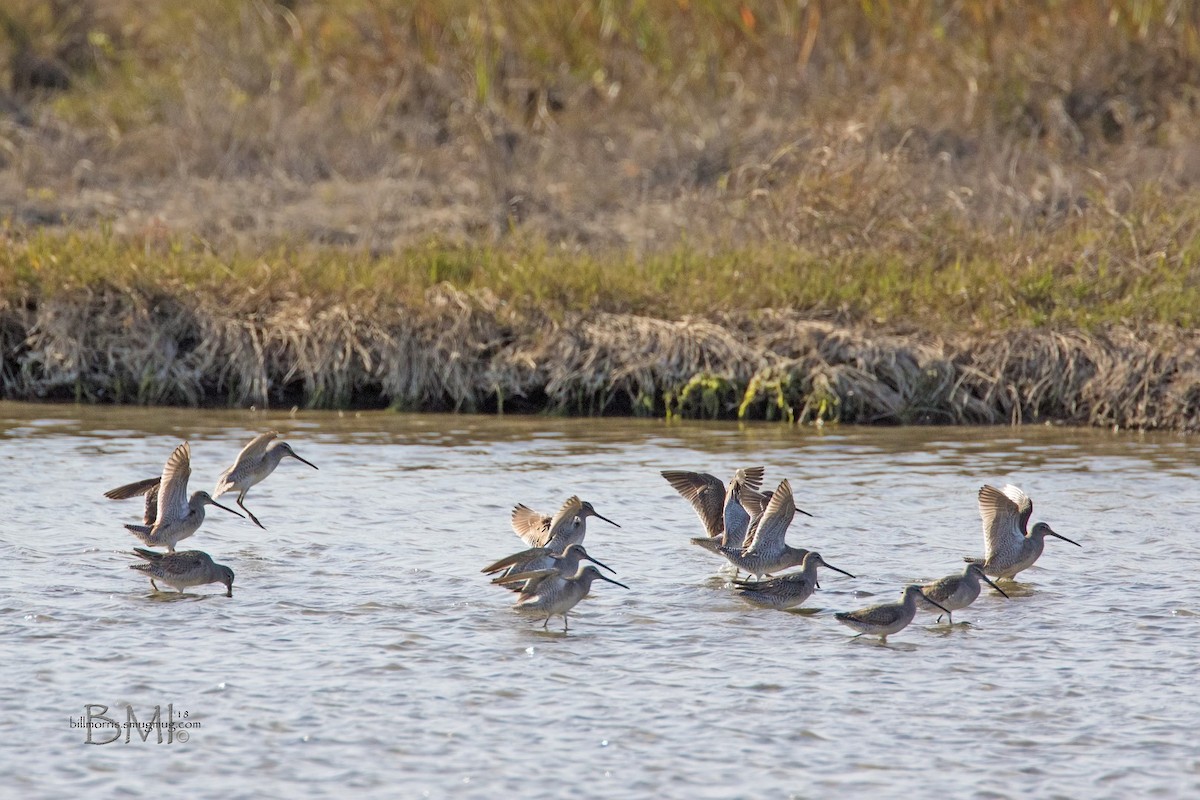 Long-billed Dowitcher - ML84999361