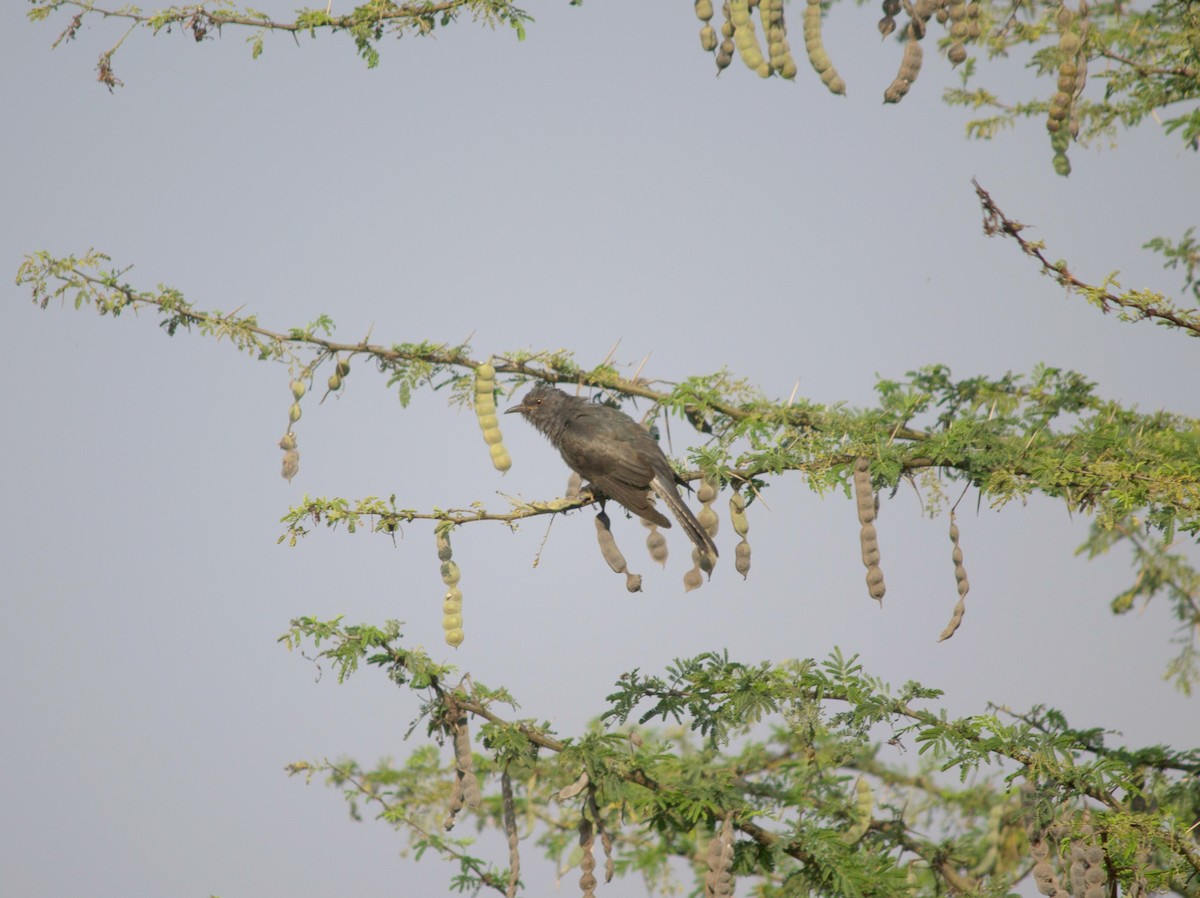 Gray-bellied Cuckoo - ML84999521