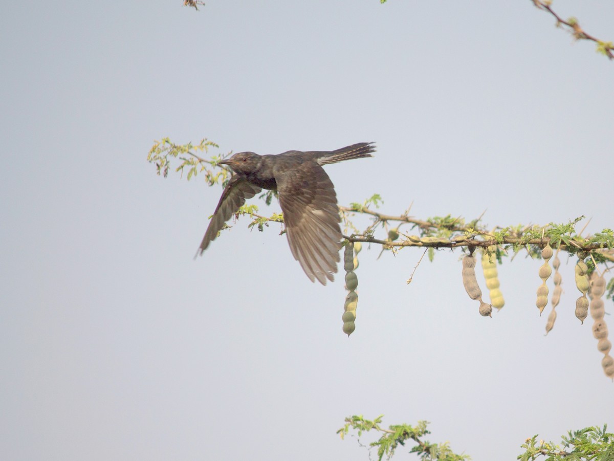Gray-bellied Cuckoo - swathi H A