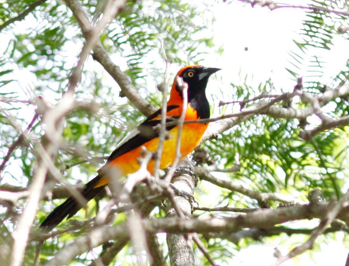 Orange-backed Troupial - ML84999981