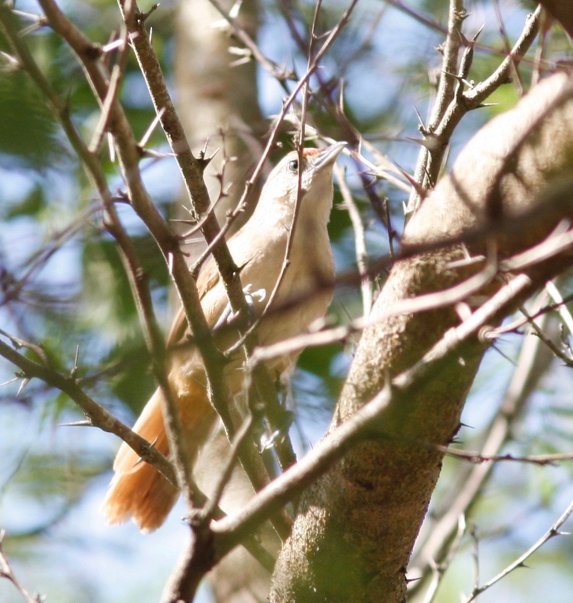 Rufous-fronted Thornbird - ML85000061