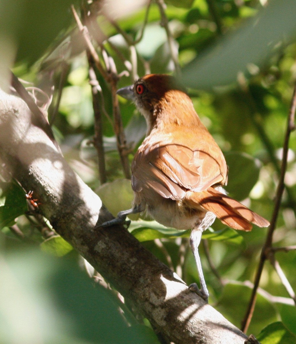 Great Antshrike - ML85000121