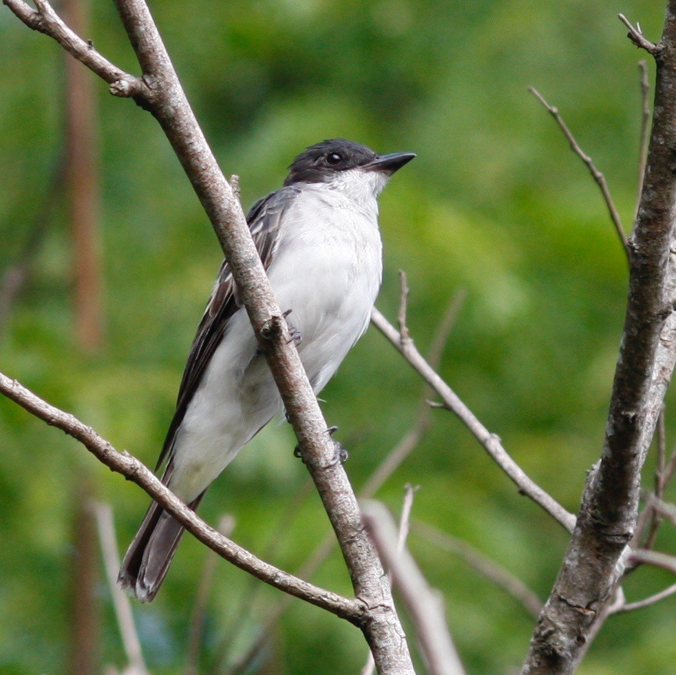 Eastern Kingbird - ML85000161