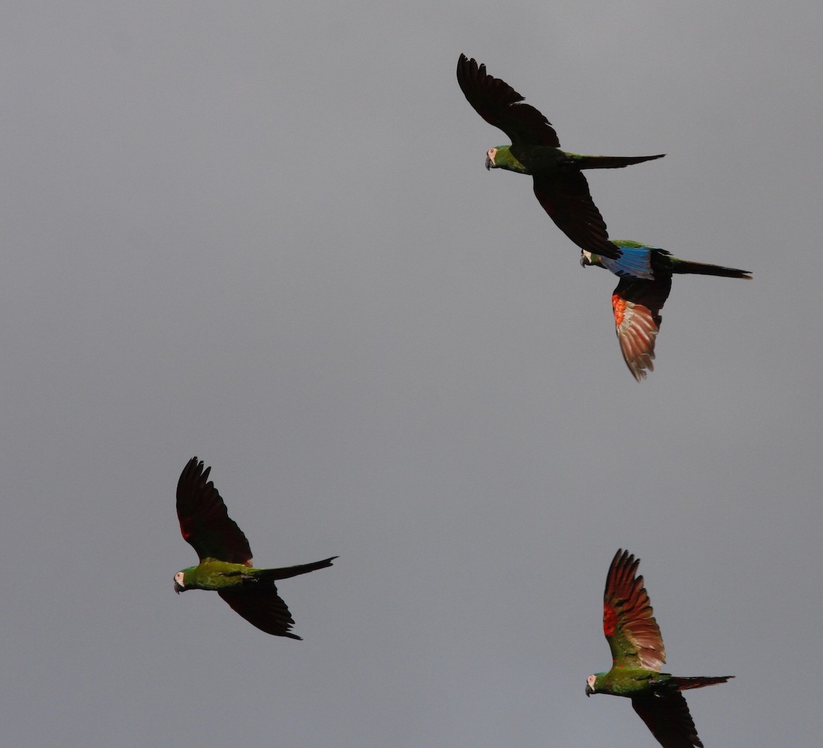 Chestnut-fronted Macaw - ML85000291