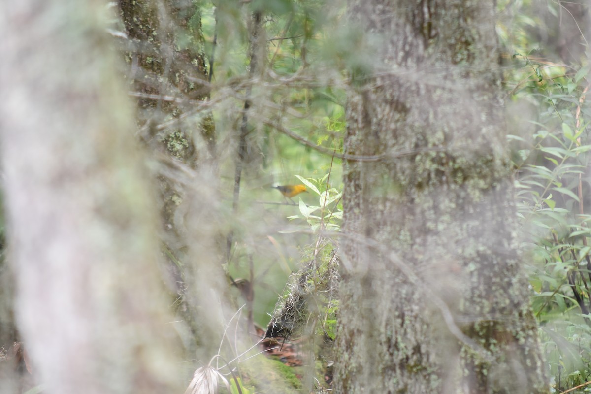 Prothonotary Warbler - Atticus Soehren