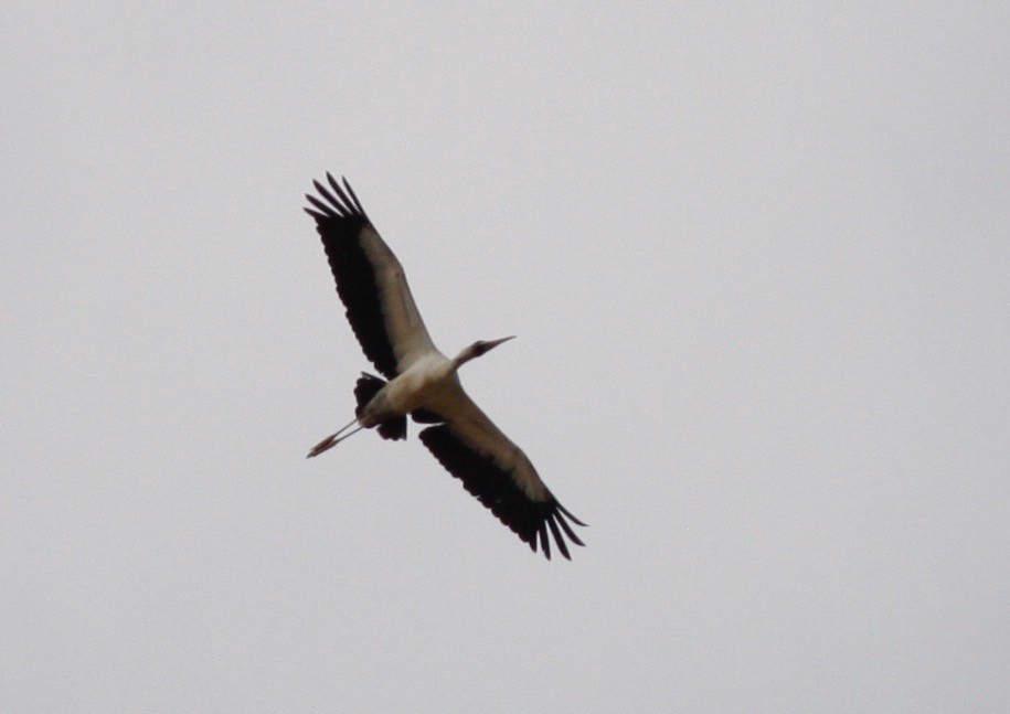 Wood Stork - ML85000391