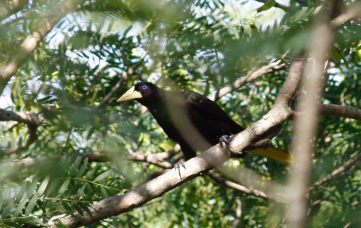 Crested Oropendola - ML85000411