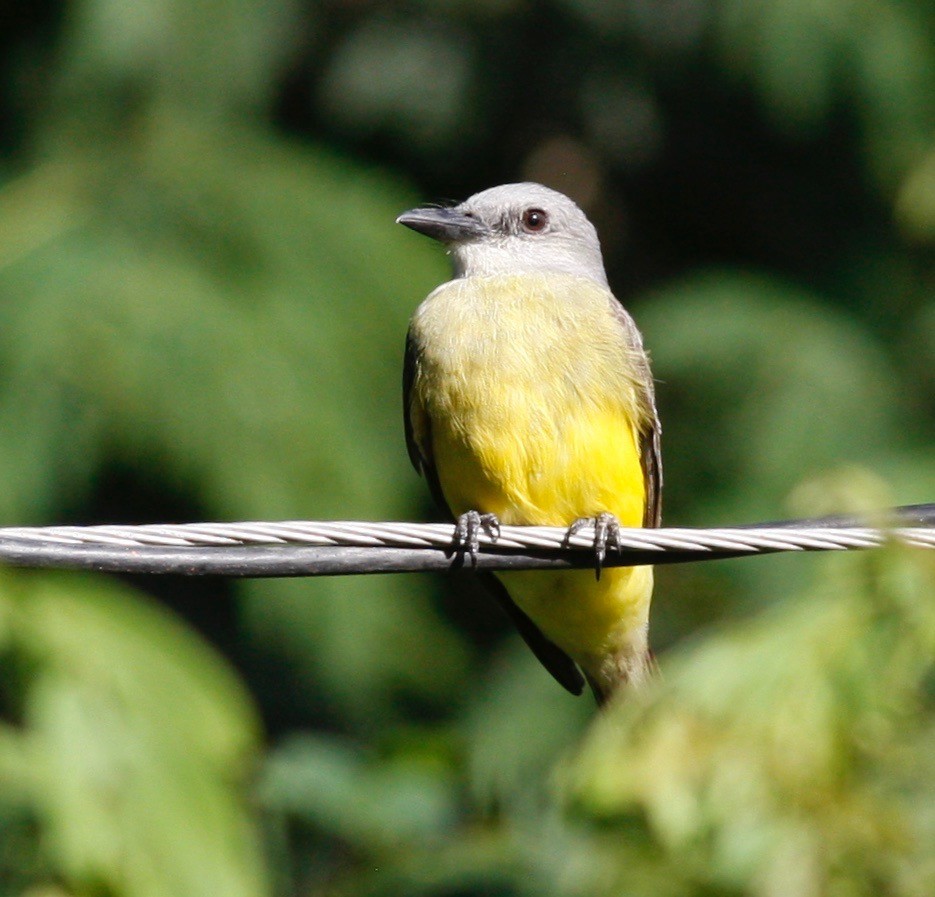 Tropical Kingbird - Andre Moncrieff