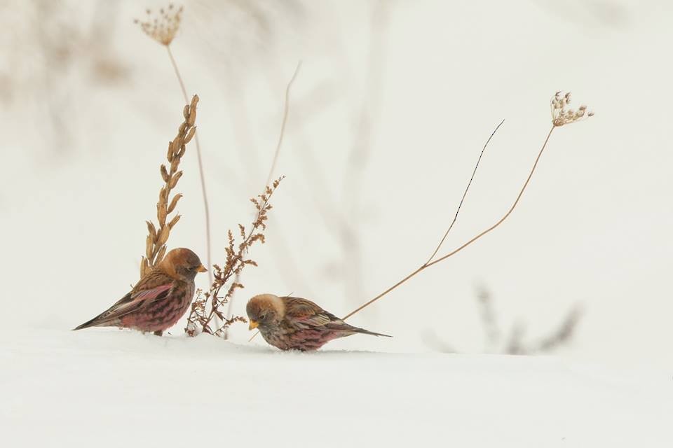 Asian Rosy-Finch - ML85001181