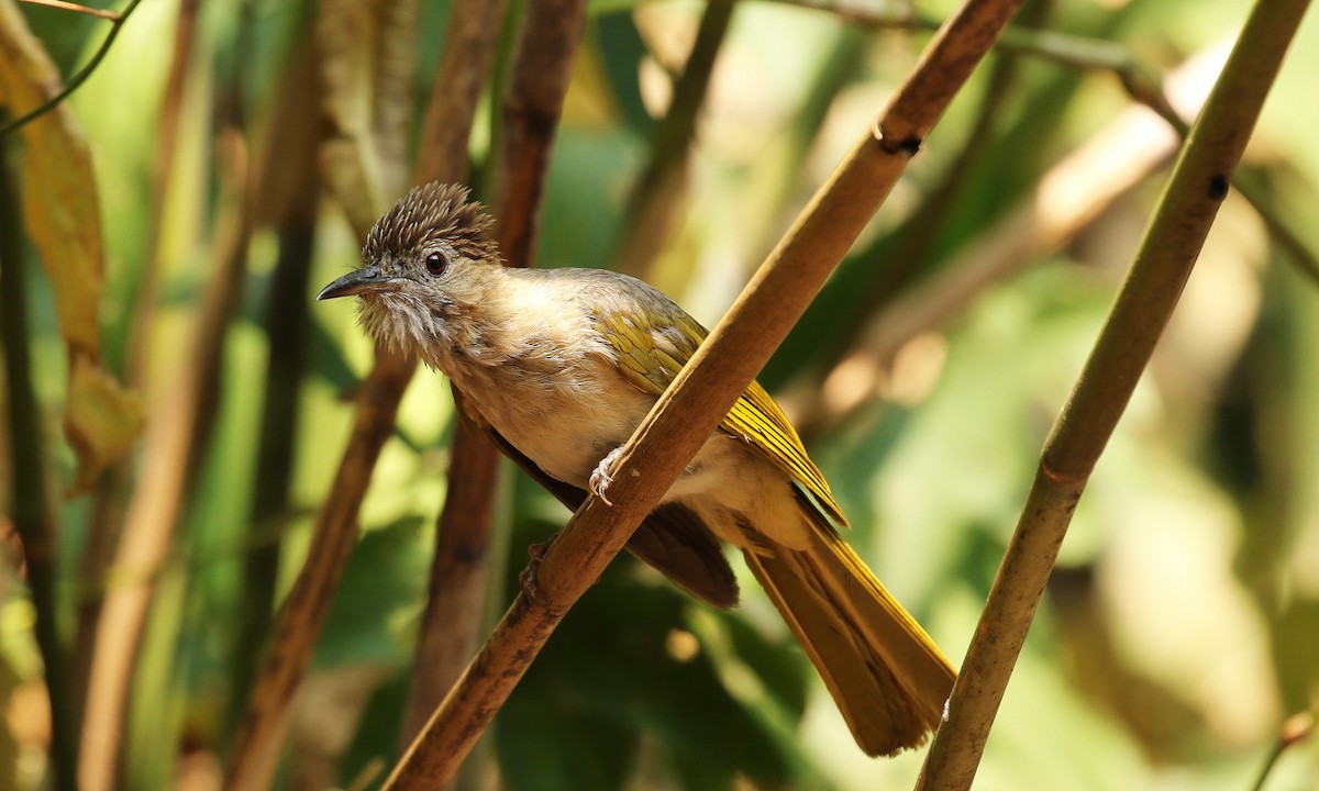 Mountain Bulbul - Paul Farrell