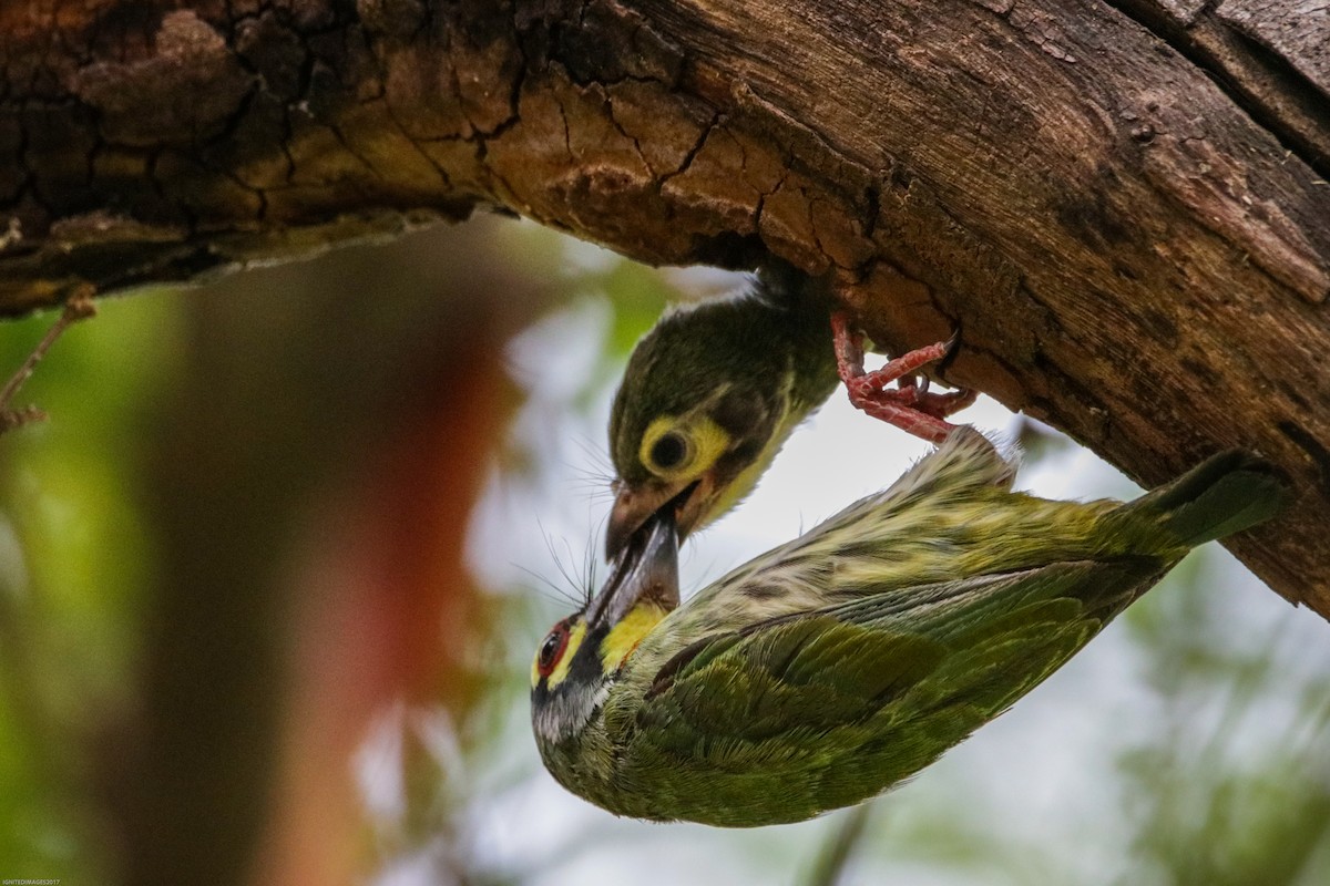 Coppersmith Barbet - ML85004561