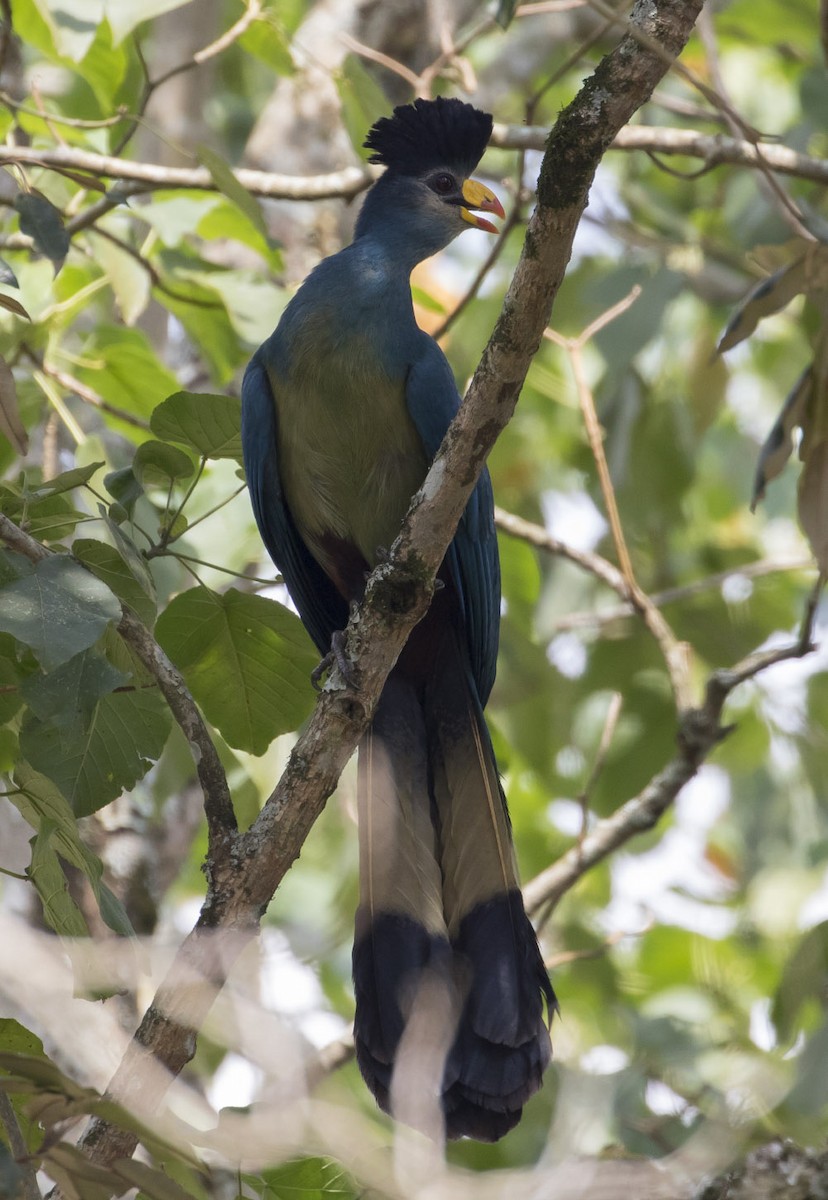 Great Blue Turaco - ML85005721