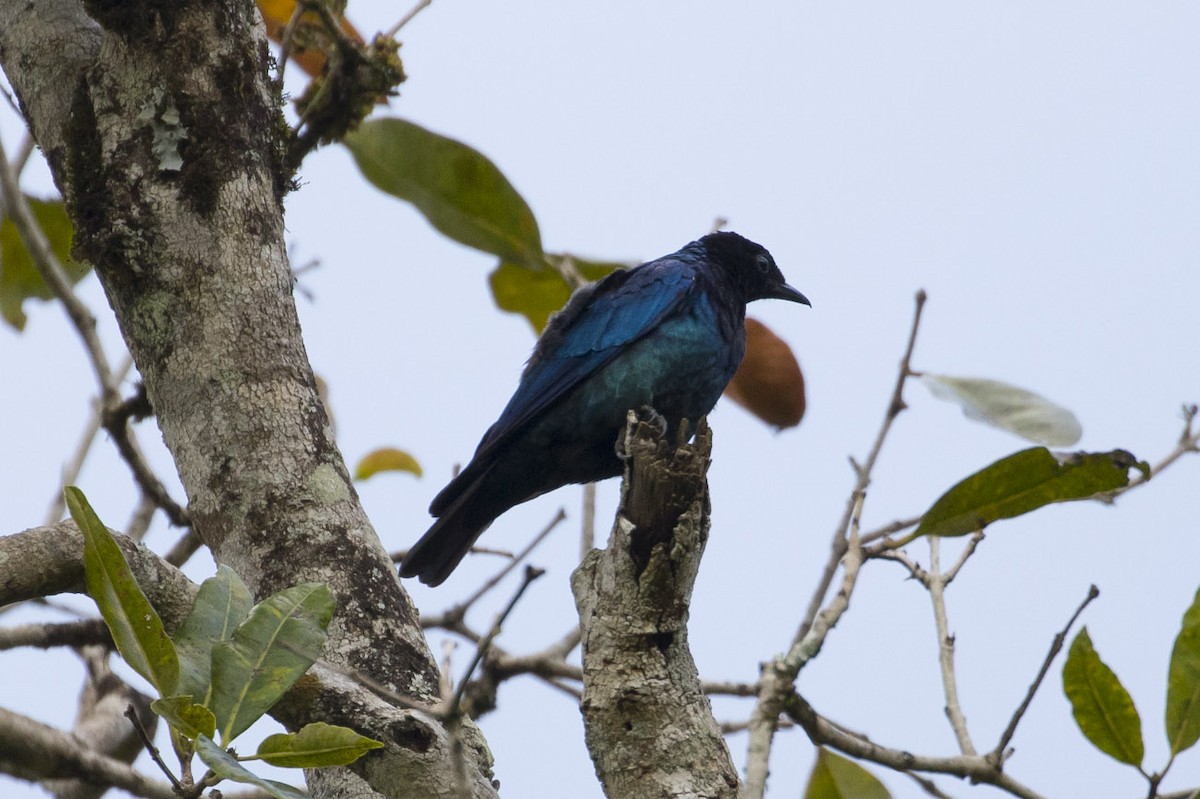 Purple-headed Starling - ML85006311