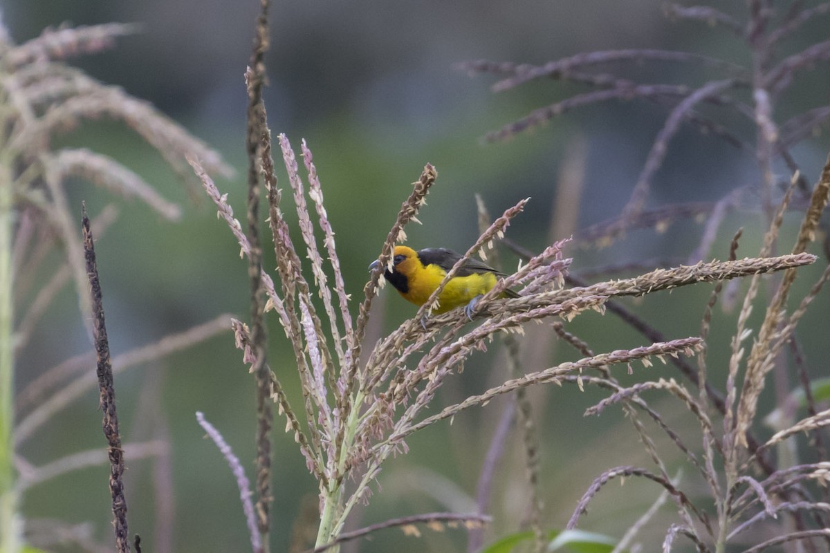 Black-necked Weaver - ML85006371