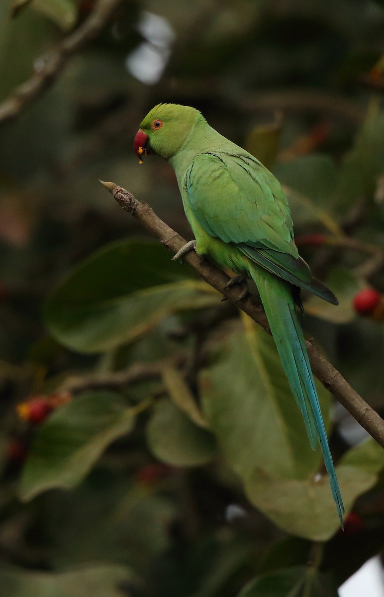 Yeşil Papağan - ML85009081