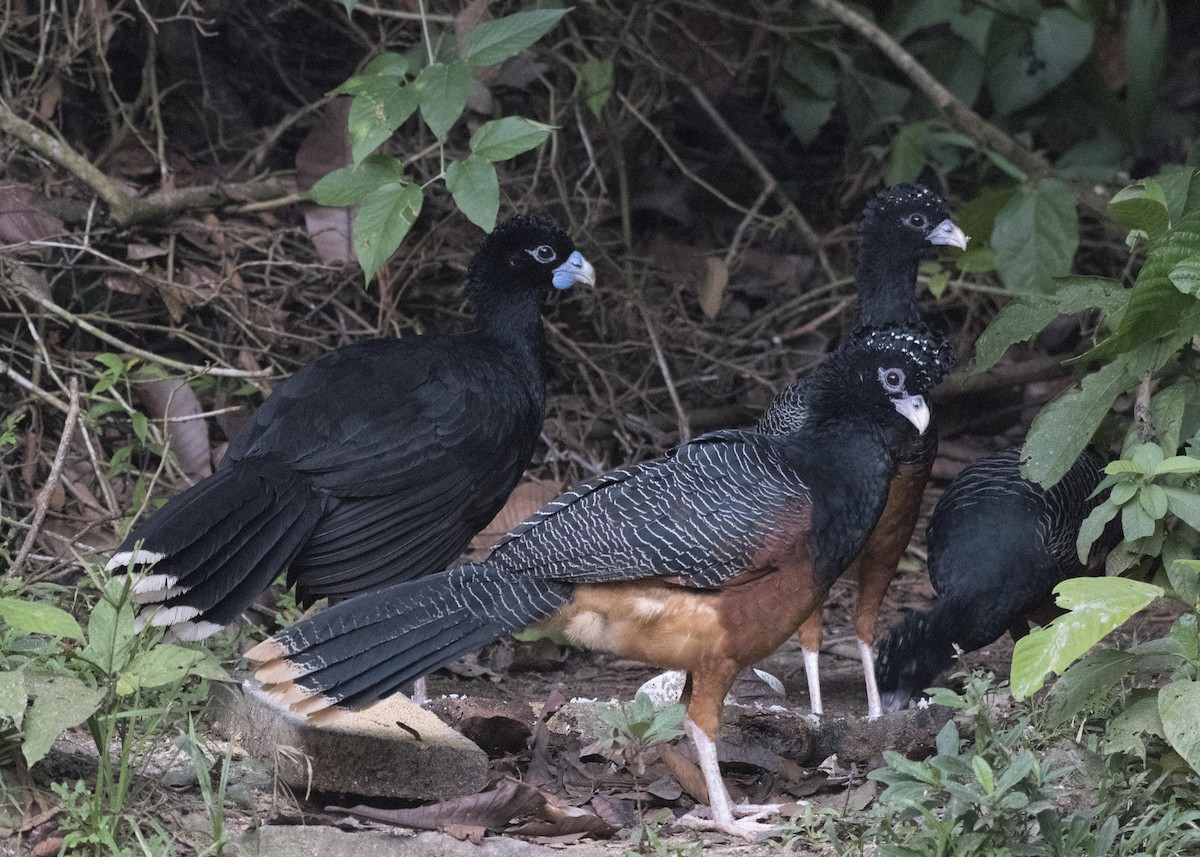 Blue-billed Curassow - Anthony Kaduck