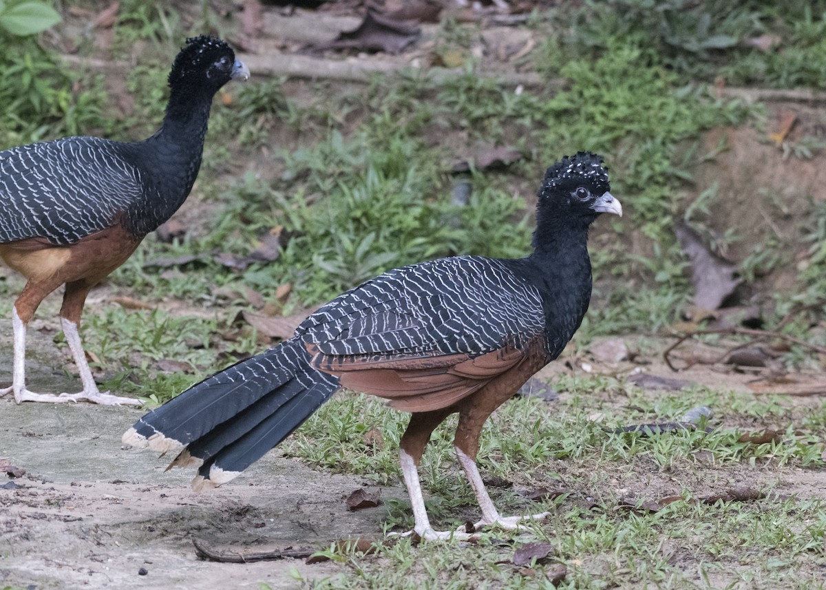 Blue-billed Curassow - ML85009671