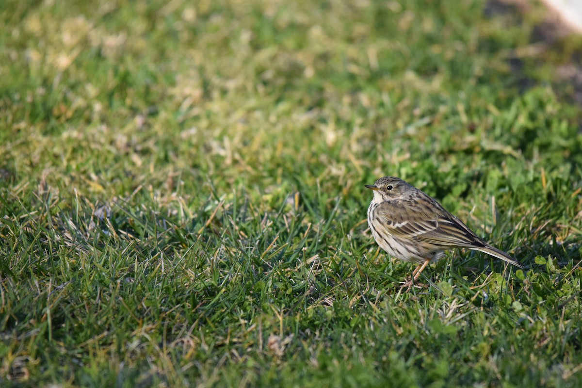 Meadow Pipit - ML85010811