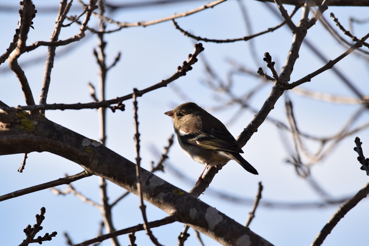 Common Chaffinch - ML85010991