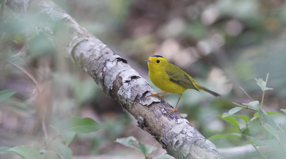 Wilson's Warbler - ML85011481