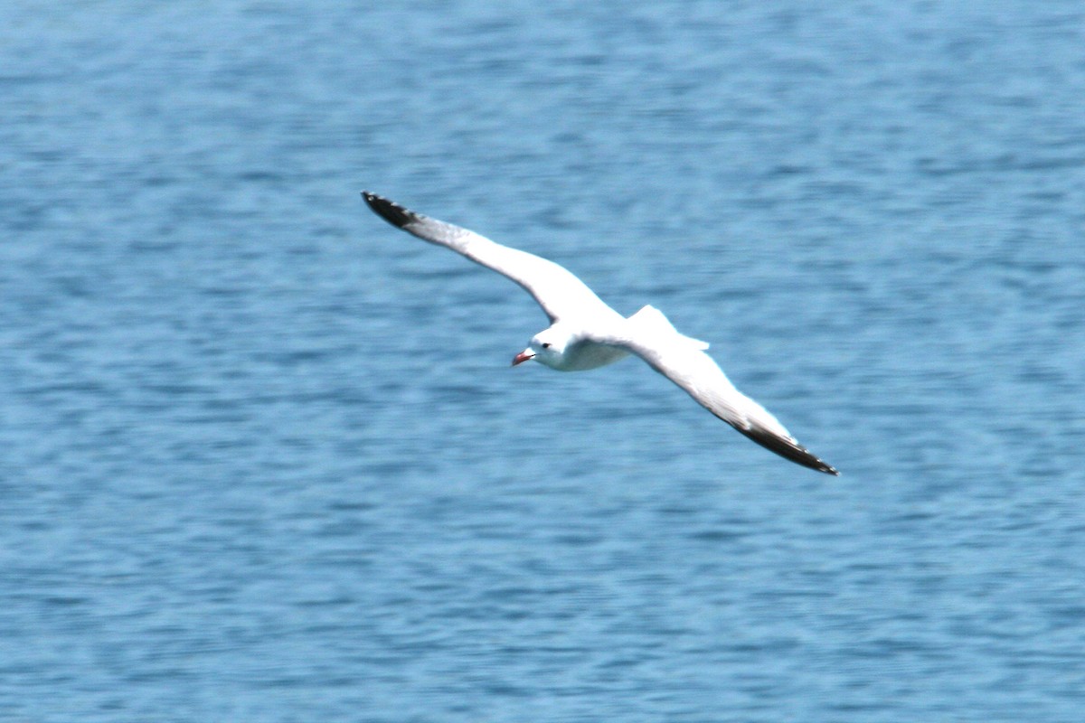 Audouin's Gull - ML85011721