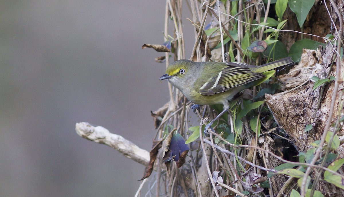 White-eyed Vireo - Doug Hitchcox